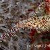 pipefish_ghost_ornate_dae_ni_h_0841_egy0985.jpg